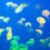 Incidência de águas-vivas no RS: veja os números e como se proteger
